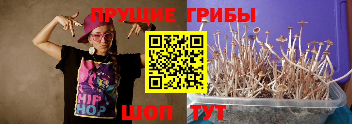 даркнет сайт  Псилоцибиновые грибы мицелий  Вход с VPN  Кузнецк 